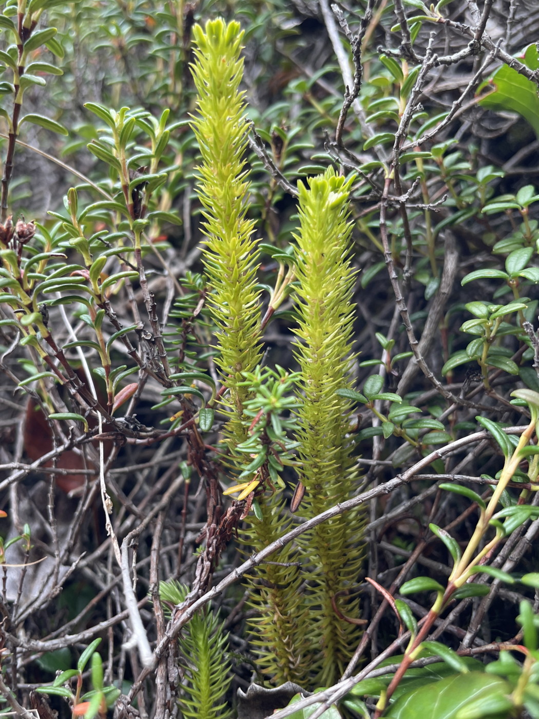 丈の低い高山植物が茂る苔むした岩上に生育するチシマスギラン。2025年9月10日 編笠山 丈の低い高山植物が茂る苔むした岩上に生育するチシマスギラン。2025年9月10日 編笠山