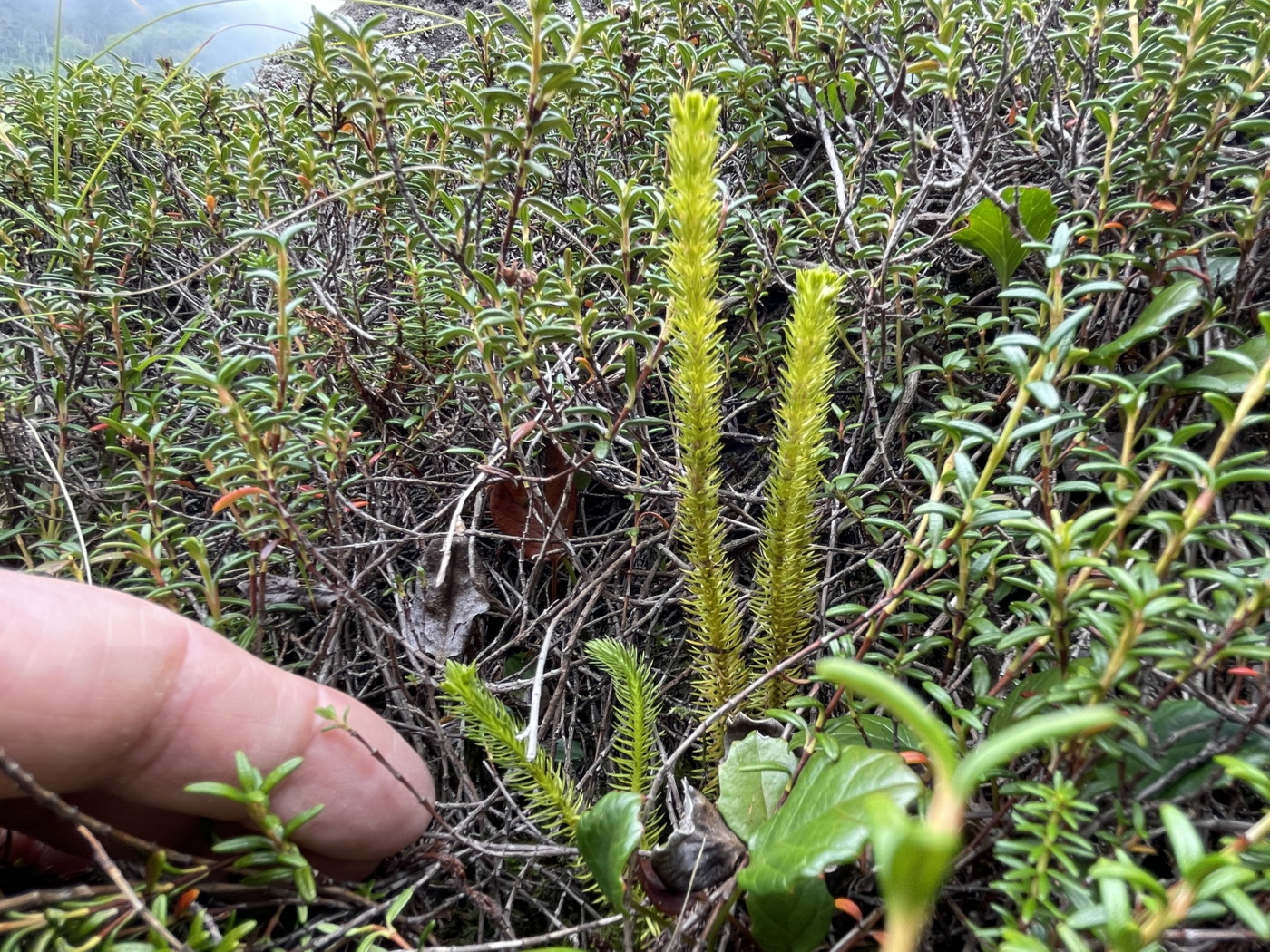 チシマスギラン、大きいものでは根元からの葉の大きさは15センチに達する。2025年9月10日 編笠山 チシマスギラン、大きいものでは根元からの葉の大きさは15センチに達する。2025年9月10日 編笠山