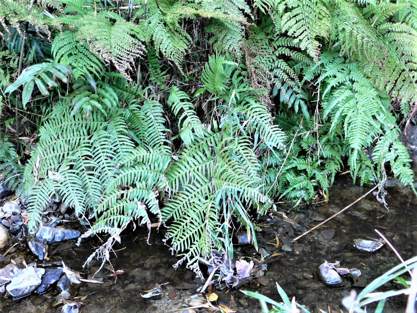 逗子・葉山のシダ/オオバノアマクサシダ - 神奈川県のシダ植物