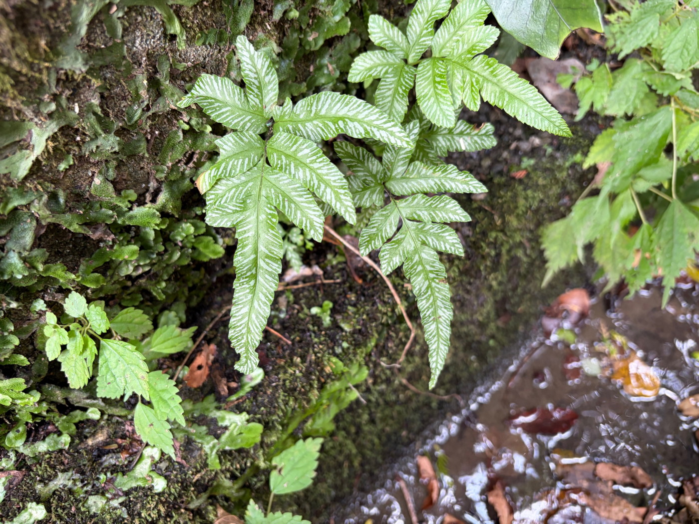 白い斑が入ったオオバノアマクサシダの幼株。2025年11月13日 静岡 由比 白い斑が入ったオオバノアマクサシダの幼株。2025年11月13日 静岡 由比