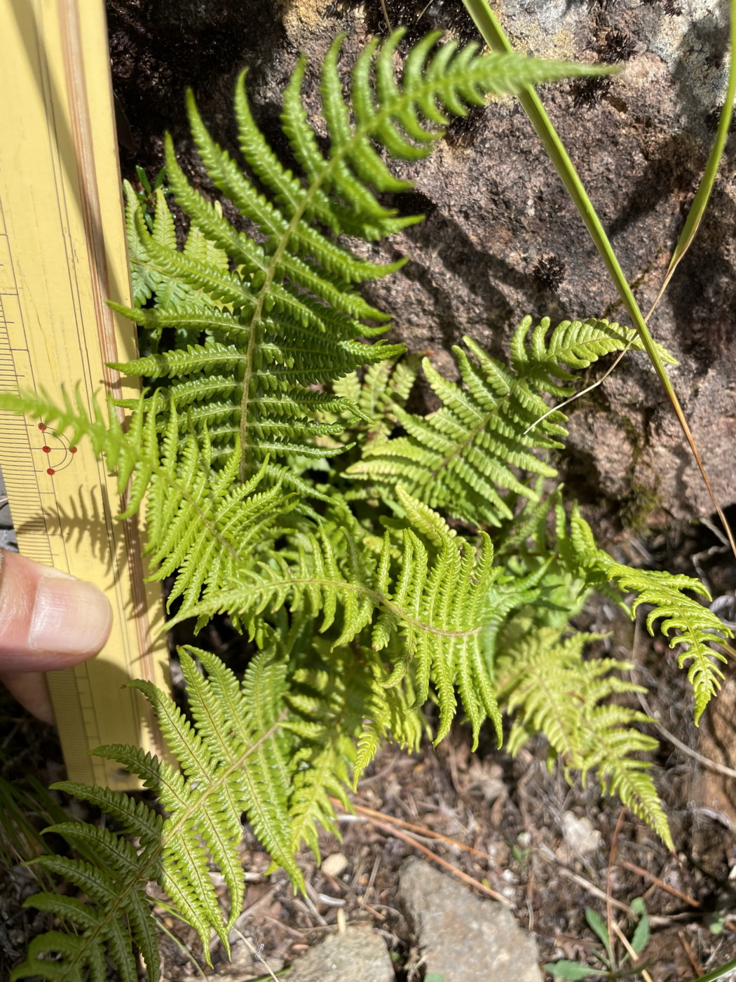 オオバショリマ - 神奈川県のシダ植物