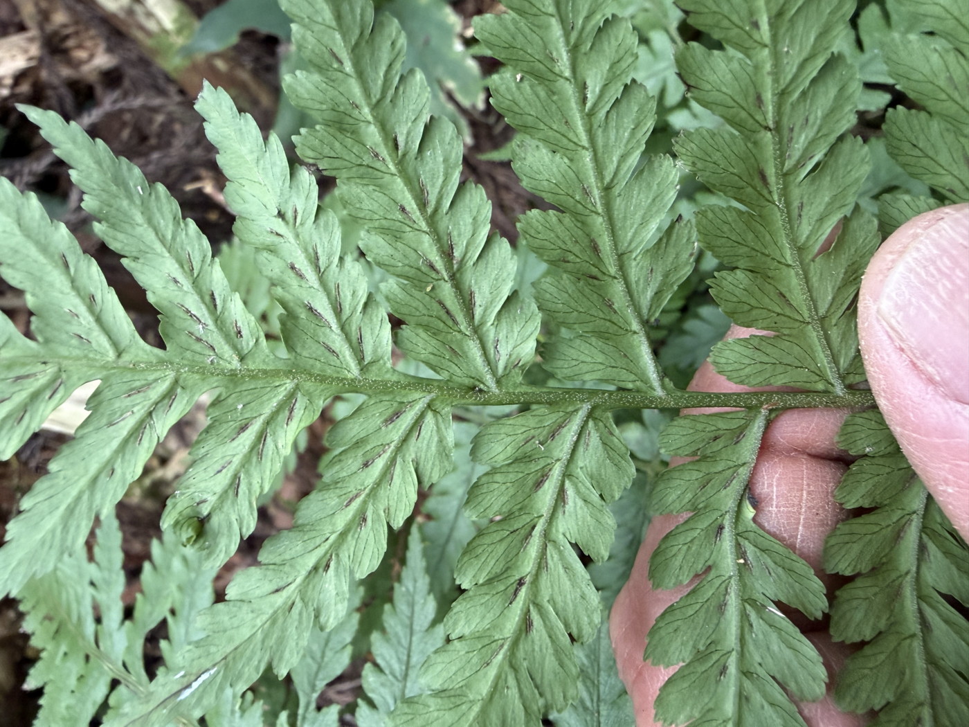 オニヒカゲワラビ、胞子のう群。2025年11月13日 静岡 由比 オニヒカゲワラビ、胞子のう群。2025年11月13日 静岡 由比