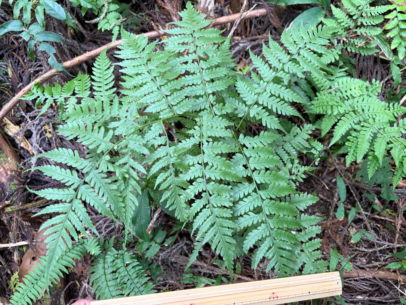 植林地内の谷筋に生育するオニヒカゲワラビ。2025年11月13日 静岡 由比 植林地内の谷筋に生育するオニヒカゲワラビ。2025年11月13日 静岡 由比