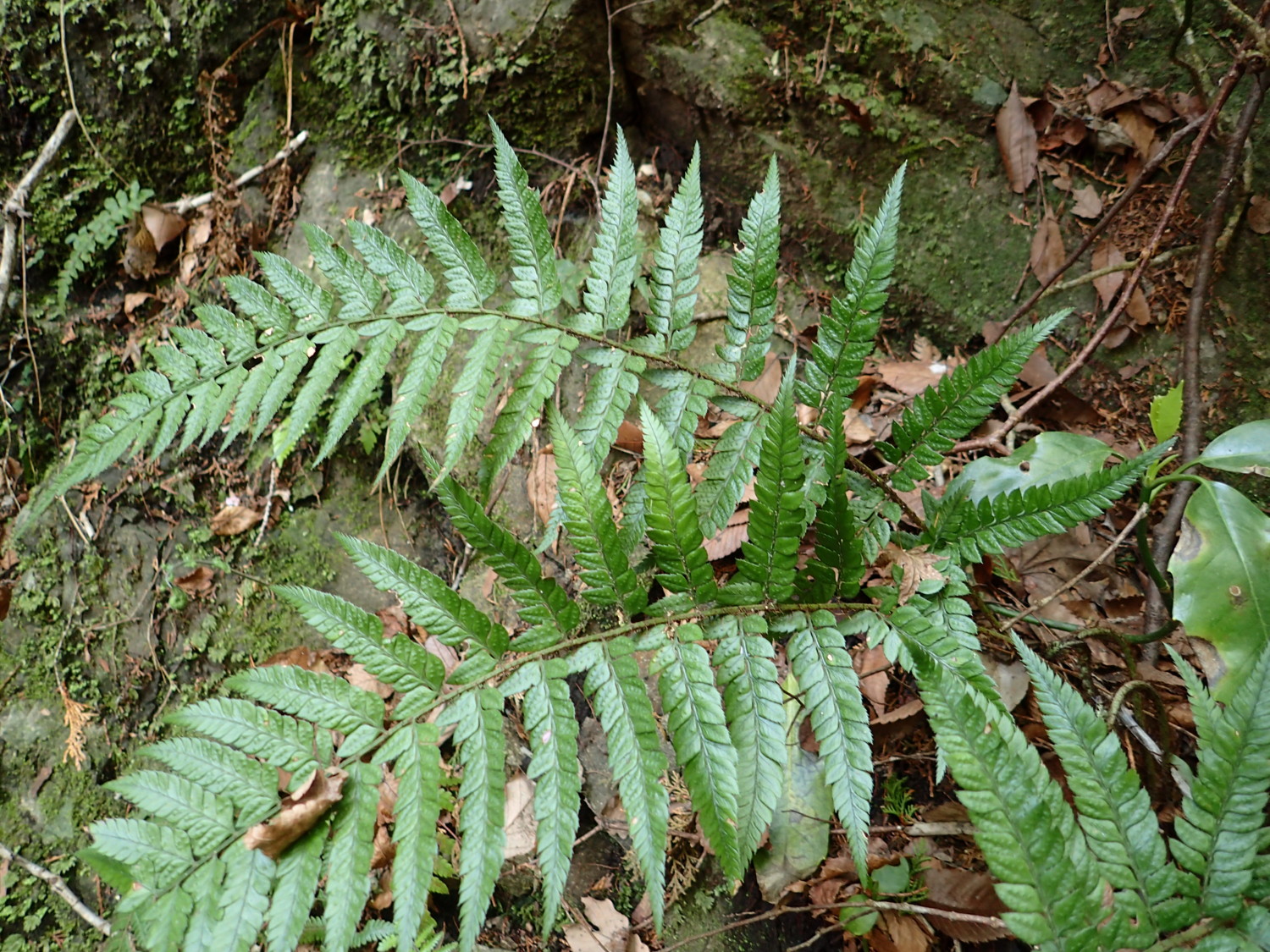 旅の地のシダ//平成30年4月3日 伊豆 大仁周辺のシダ - 神奈川県のシダ植物