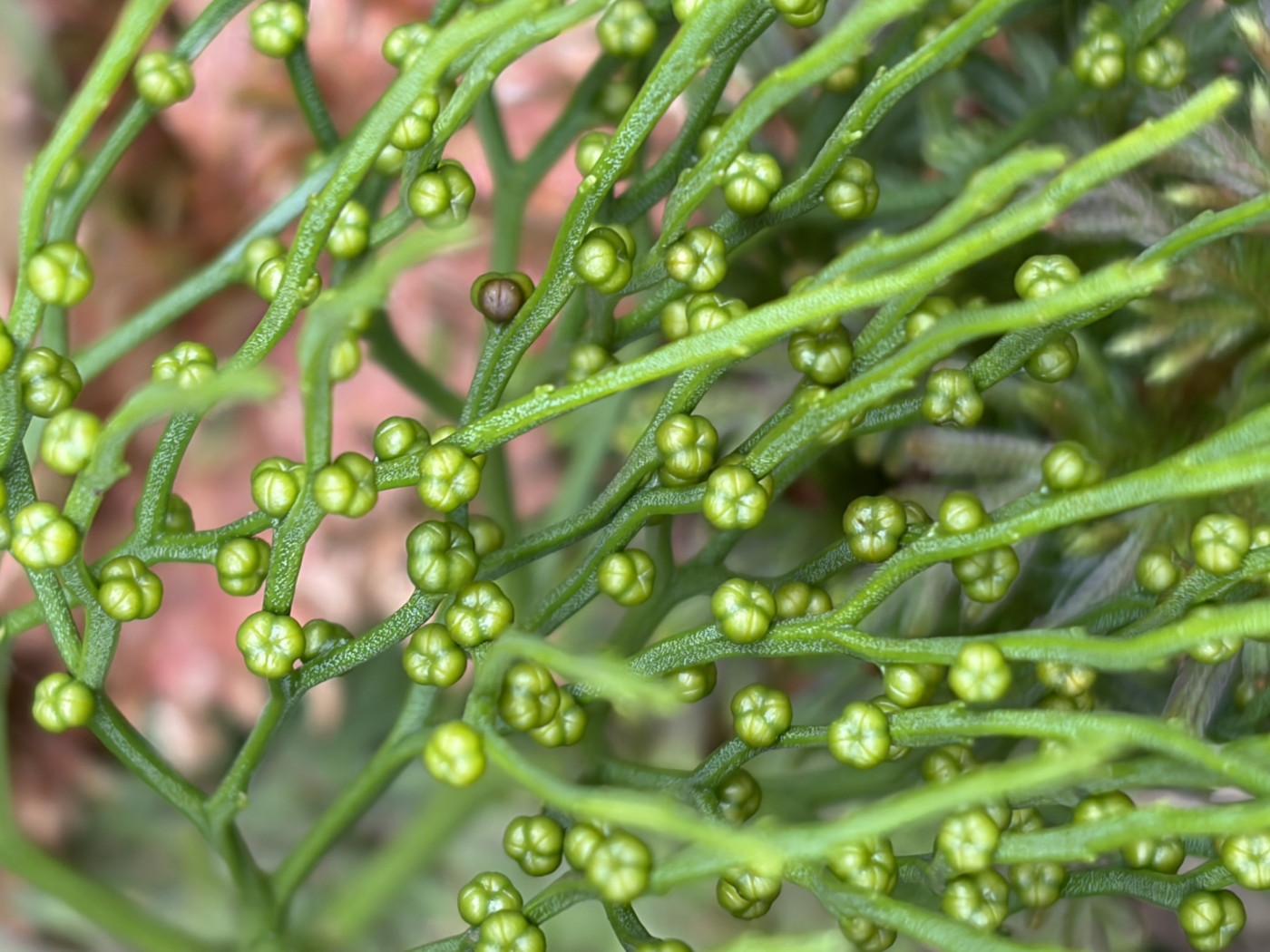 マツバラン、胞子嚢。2025年11月13日 静岡 由比 マツバラン、胞子嚢。2025年11月13日 静岡 由比