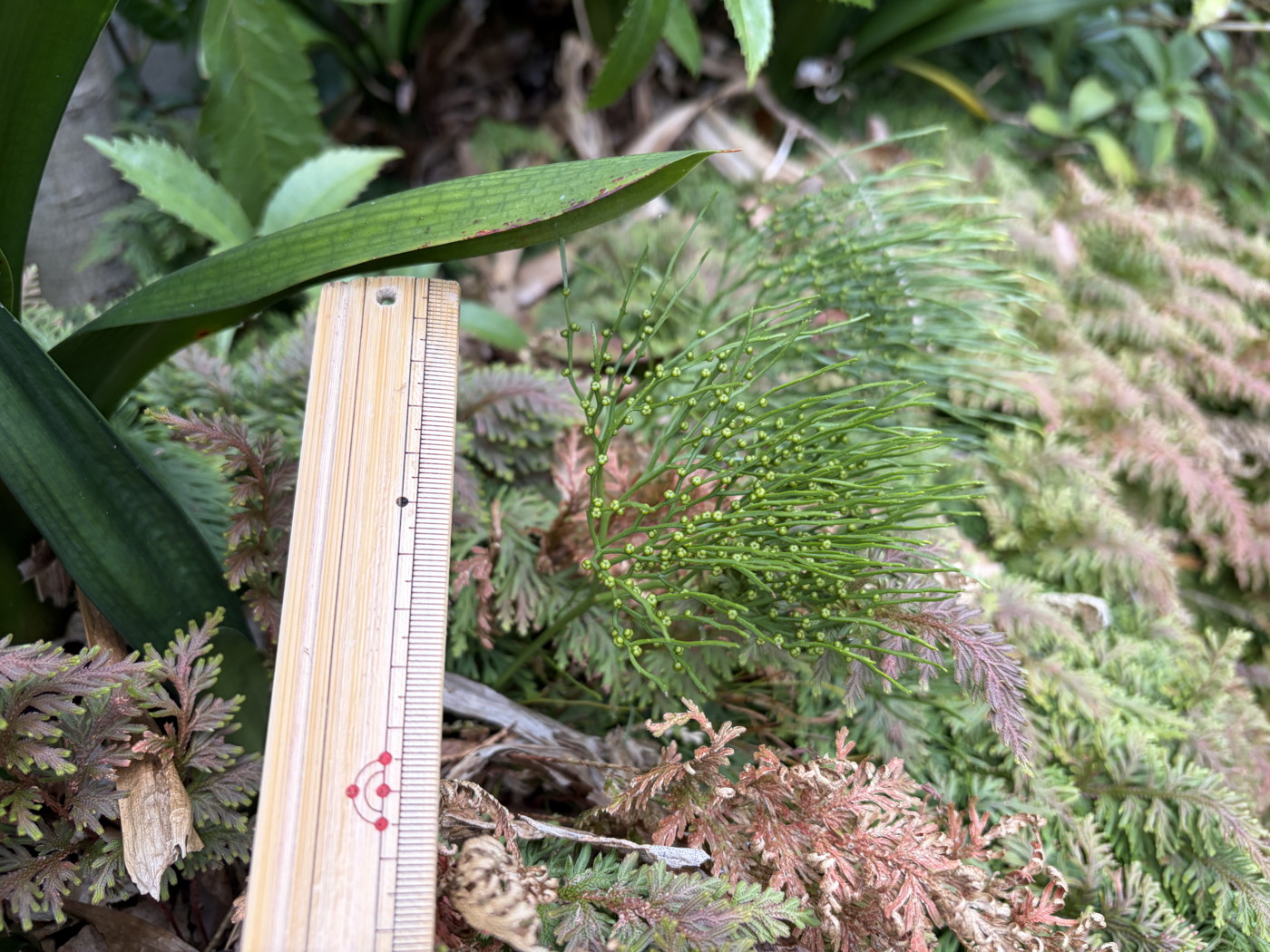 人家周辺の石組みに生育するイヌカタヒバと共に生育するマツバラン。2025年11月13日 静岡 由比 人家周辺の石組みに生育するイヌカタヒバと共に生育するマツバラン。2025年11月13日 静岡 由比