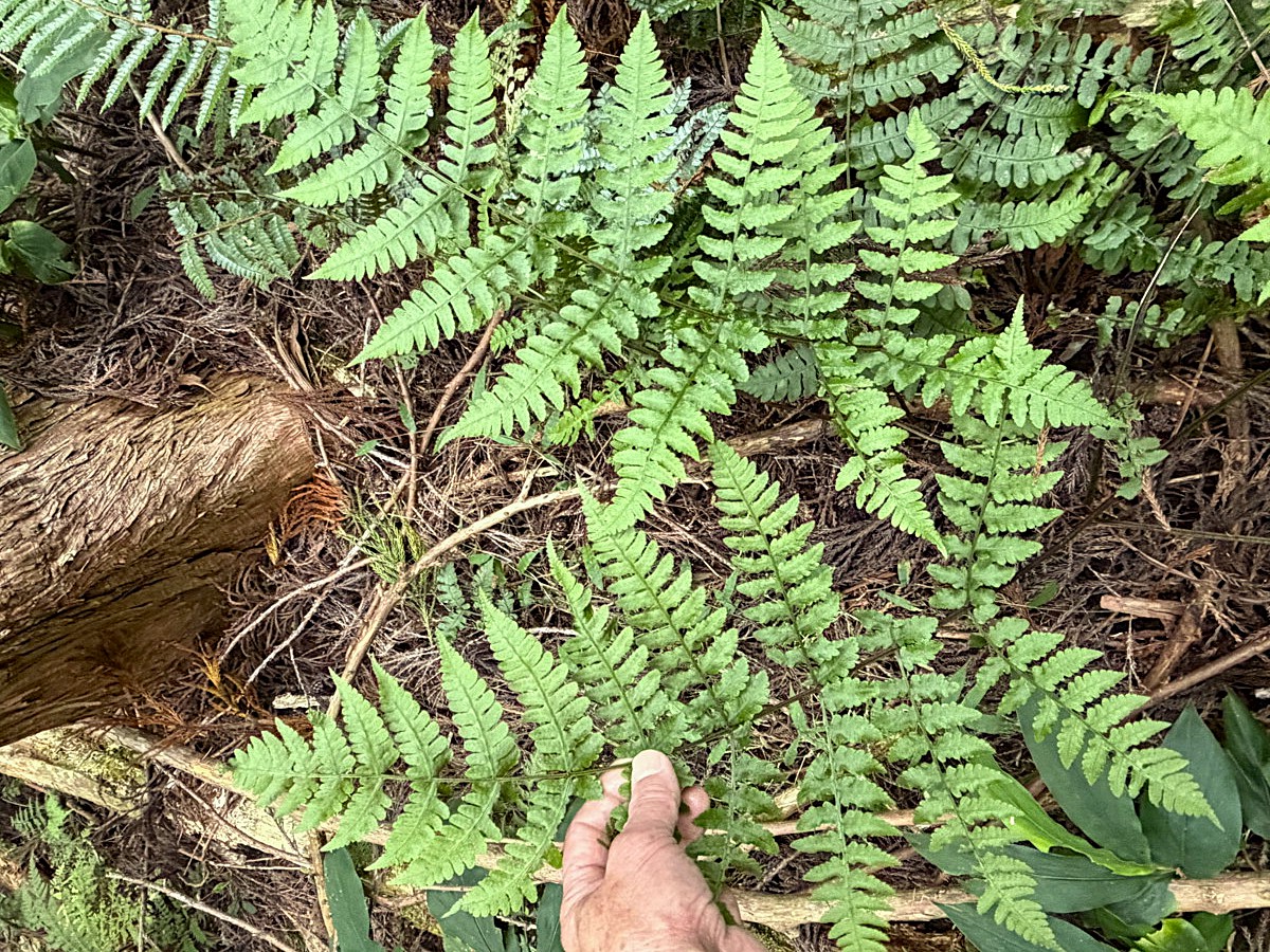 スギ林床に生育する2回羽状複生のシケチシダと2回羽状深裂のシケチシダ(右上)。2025年11月13日 静岡 由比 スギ林床に生育する2回羽状複生のシケチシダと2回羽状深裂のシケチシダ(右上)。2025年11月13日 静岡 由比