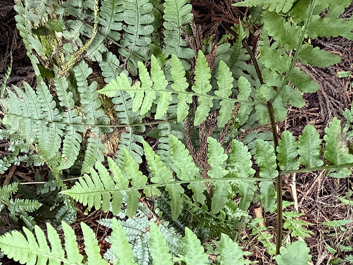 2回羽状複生のシケチシダの羽片(右)と2回羽状深裂のシケチシダの羽片(左)。2025年11月13日 静岡 由比 2回羽状複生のシケチシダの羽片(右)と2回羽状深裂のシケチシダの羽片(左)。2025年11月13日 静岡 由比