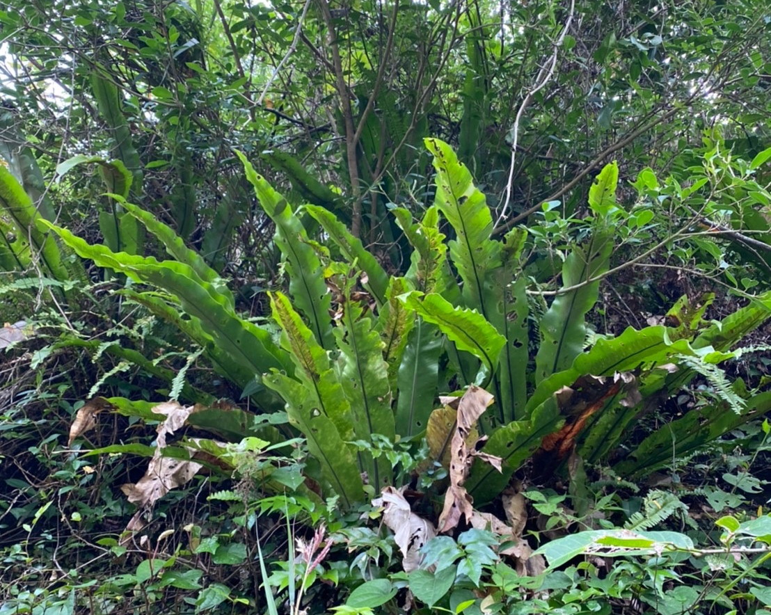 シダ植物 ヘゴ 奄美大島産 E ミニサイズ 2鉢セット(観葉植物