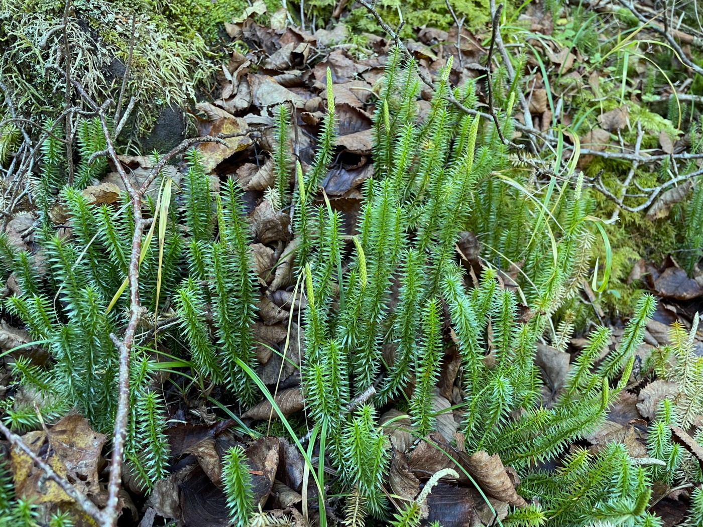 スギカズラ - 神奈川県のシダ植物