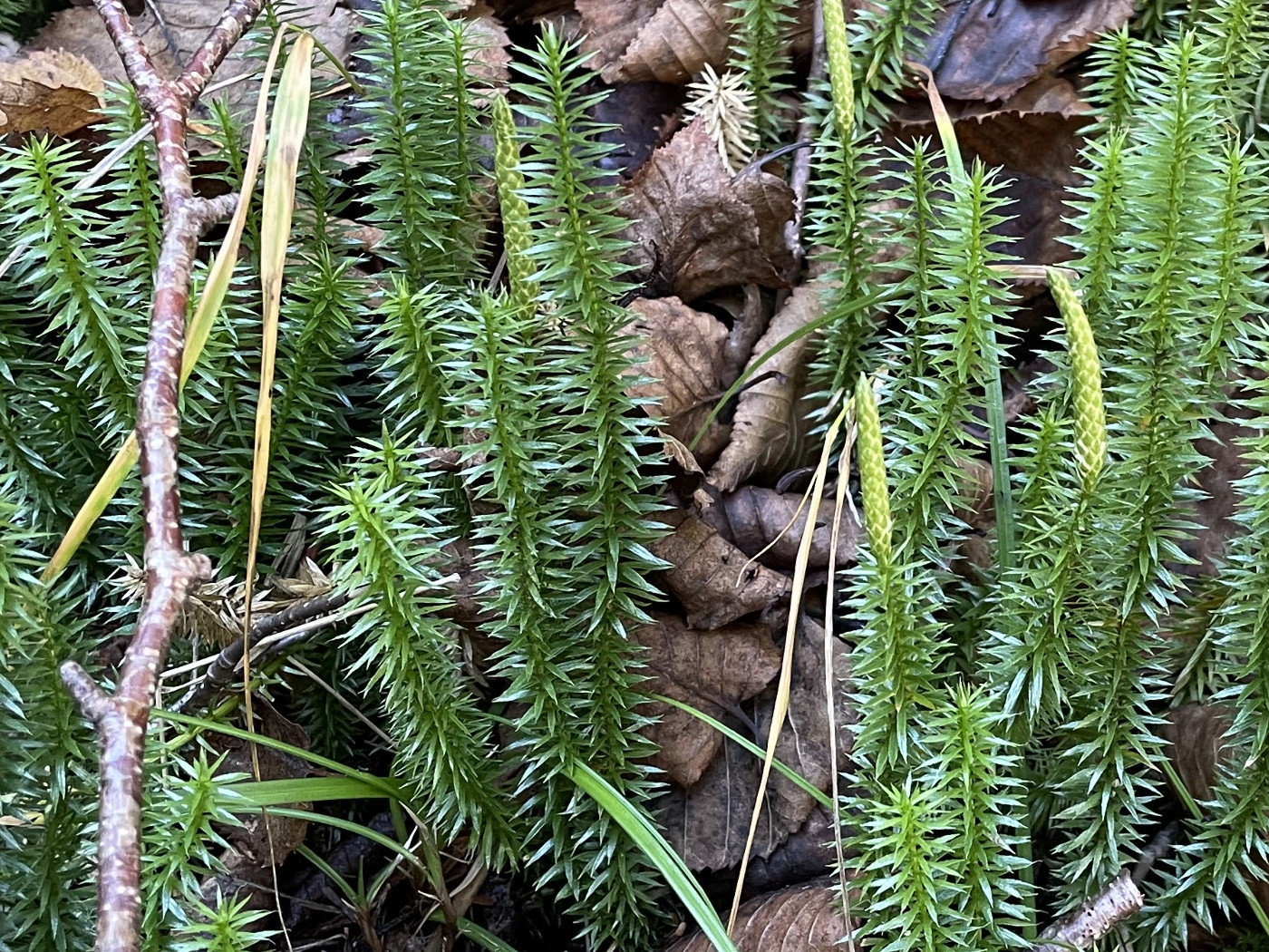 スギカズラ - 神奈川県のシダ植物