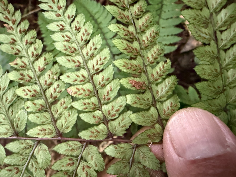 タニイヌワラビ、胞子のう群。2025年11月13日 静岡 由比 タニイヌワラビ、胞子のう群。2025年11月13日 静岡 由比