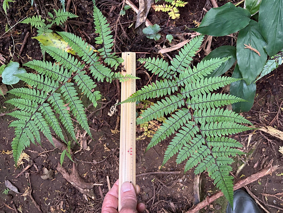 スギ林床に生育するタニイヌワラビ。2025年11月13日 静岡 由比 スギ林床に生育するタニイヌワラビ。2025年11月13日 静岡 由比