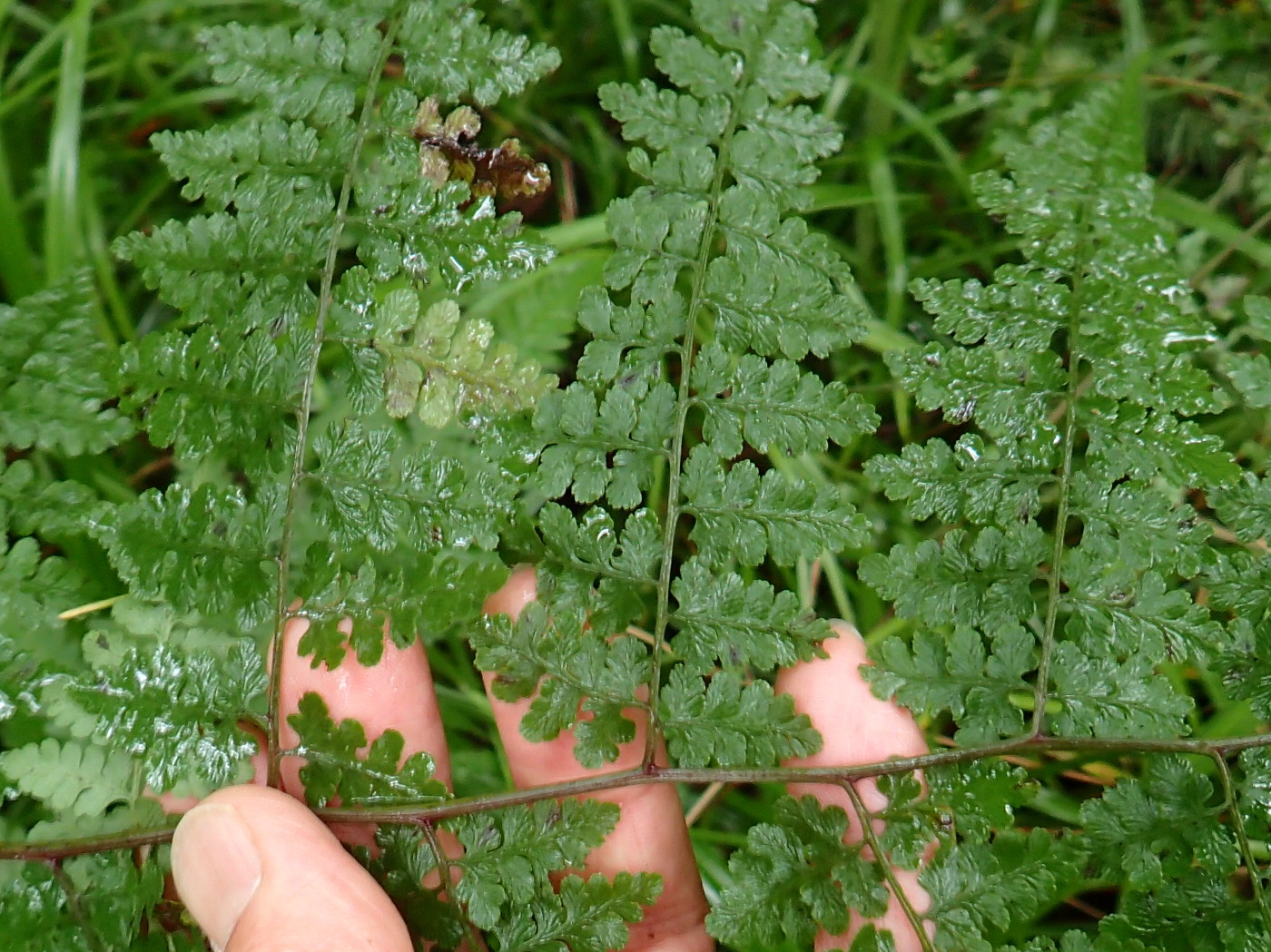 空*草様 ☆ヘイケイヌワラビ 島根県産 胞子培養株 戸隠周辺 - 神奈川県