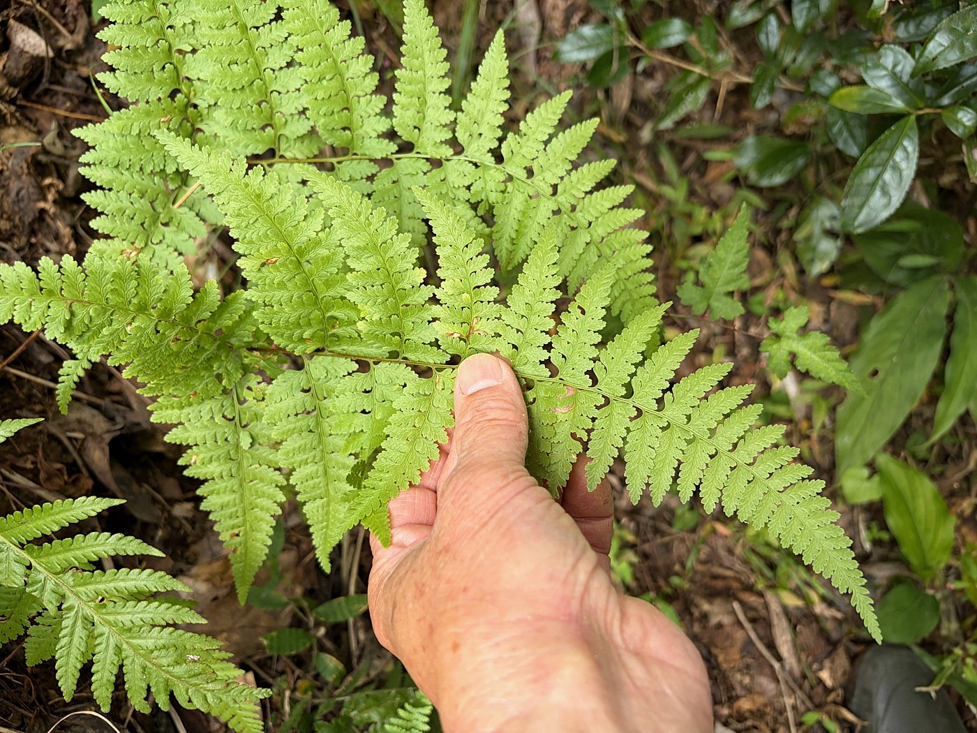 スギや照葉樹に混生林の林床に生育するウスゲコバノイシカグマ。2025年11月13日 静岡 由比 スギや照葉樹に混生林の林床に生育するウスゲコバノイシカグマ。2025年11月13日 静岡 由比