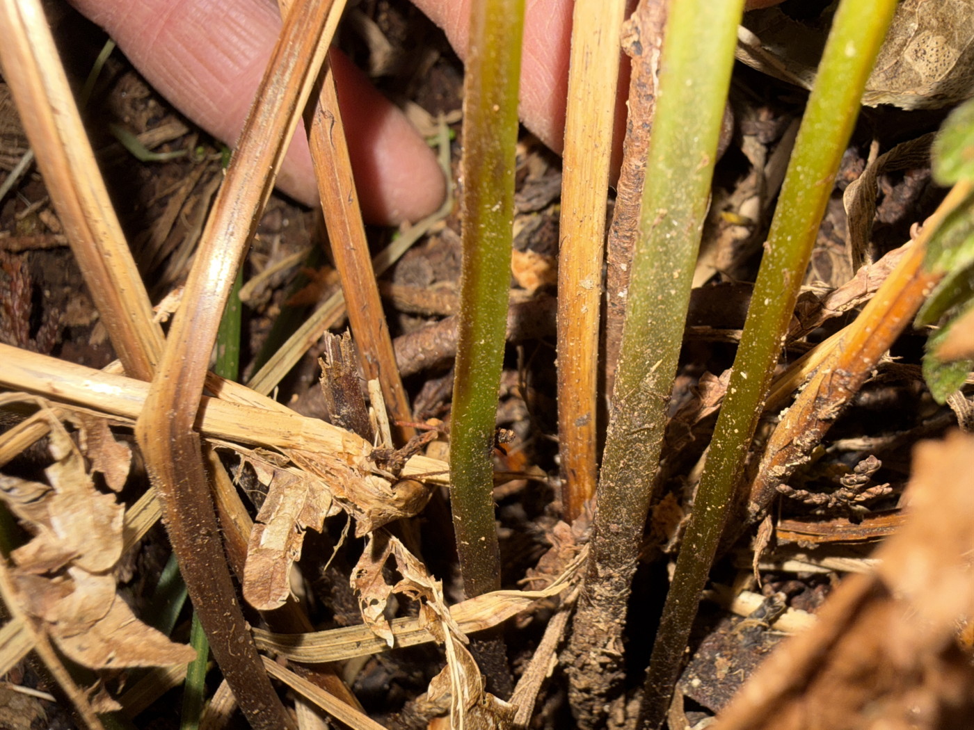 ニシノコハチジョウシダ、葉柄基部にはほとんど鱗片はつけていない。2025年11月13日 静岡 由比 ニシノコハチジョウシダ、葉柄基部にはほとんど鱗片はつけていない。2025年11月13日 静岡 由比