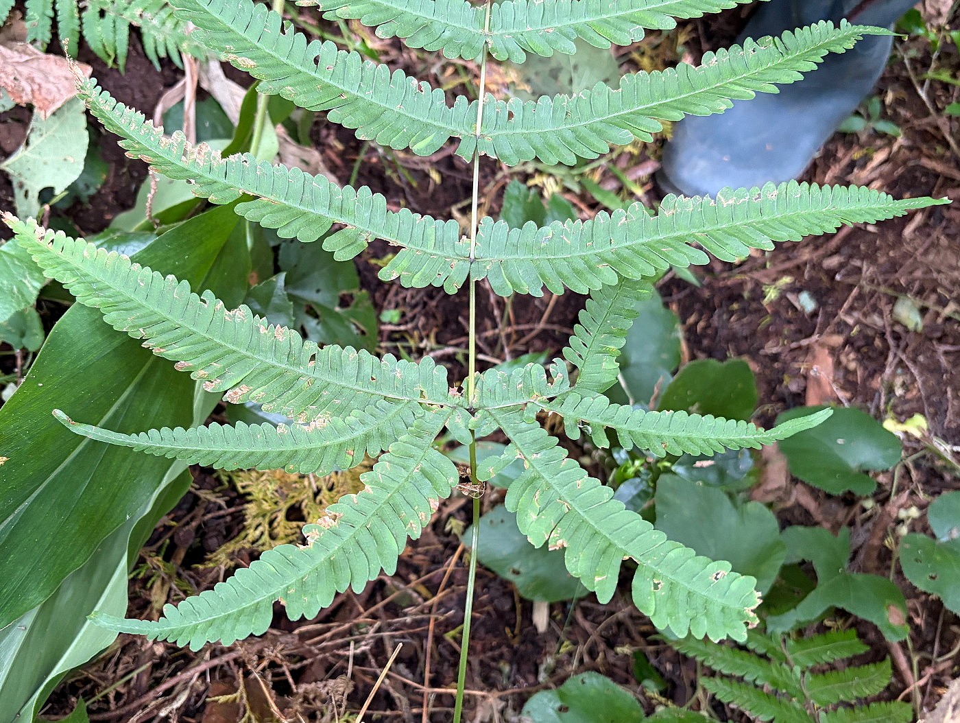 ニシノコハチジョウシダ、最下羽片後側第1・第2小羽片は長く伸びる。2025年11月13日 静岡 由比 ニシノコハチジョウシダ、最下羽片後側第1・第2小羽片は長く伸びる。2025年11月13日 静岡 由比