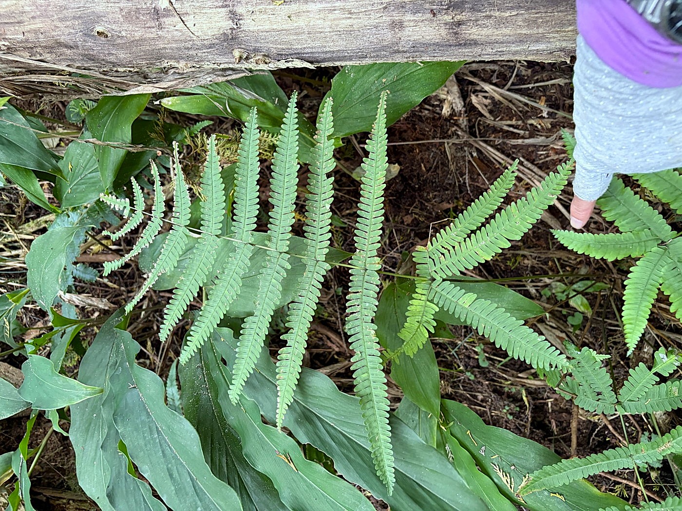 スギ林の林床に生育するニシノコハチジョウシダ。2025年11月13日 静岡 由比 スギ林の林床に生育するニシノコハチジョウシダ。2025年11月13日 静岡 由比